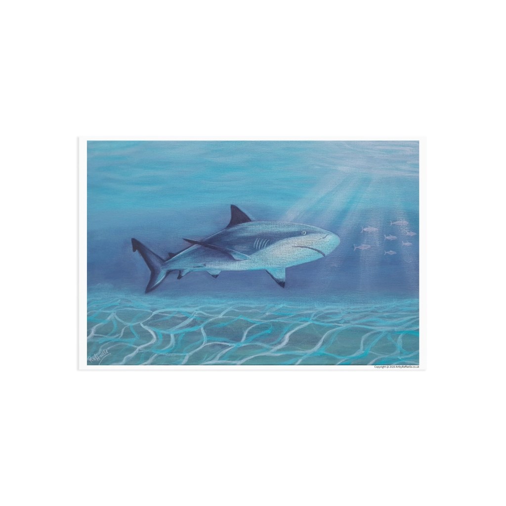 Caribbean Reef Shark | A6 Fine Art Postcard