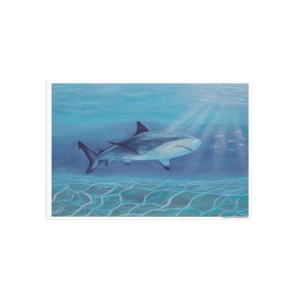 Caribbean Reef Shark | A6 Fine Art Postcard